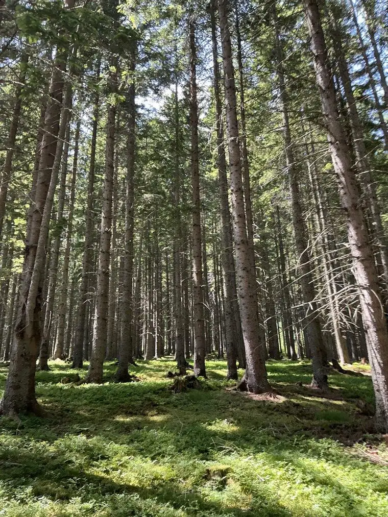 Achtung, wie verkaufe ich meinen Wald oder Forstbesitz bzw. Eigenjagd ?