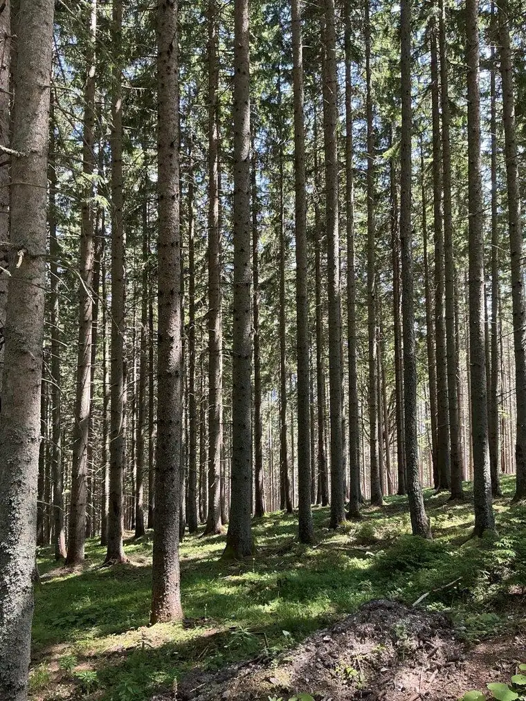 180 ha Eigenjagd mit 234 ha Jagd nahe Graz