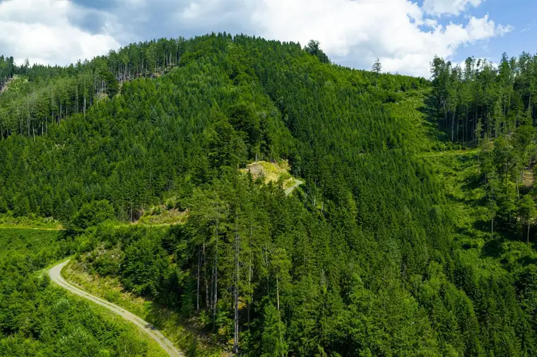 Forstbesitz nahe Graz Umgebung - 220 ha Jagd