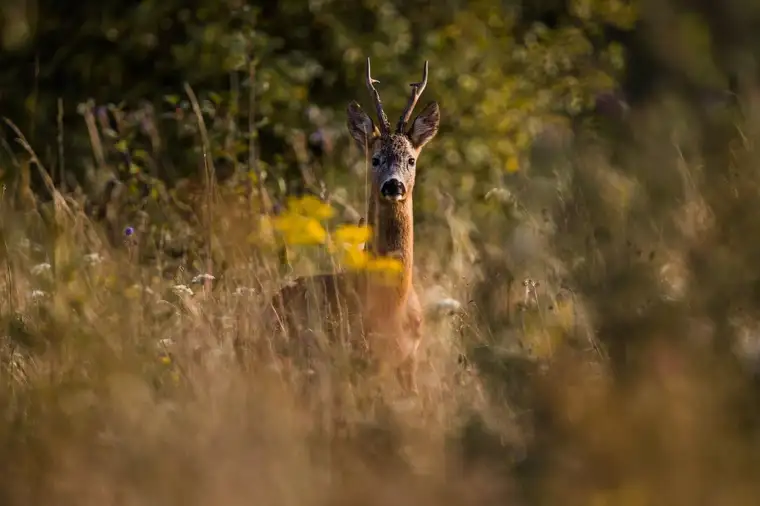 175 ha Eigenjagd in Graz Umgebung