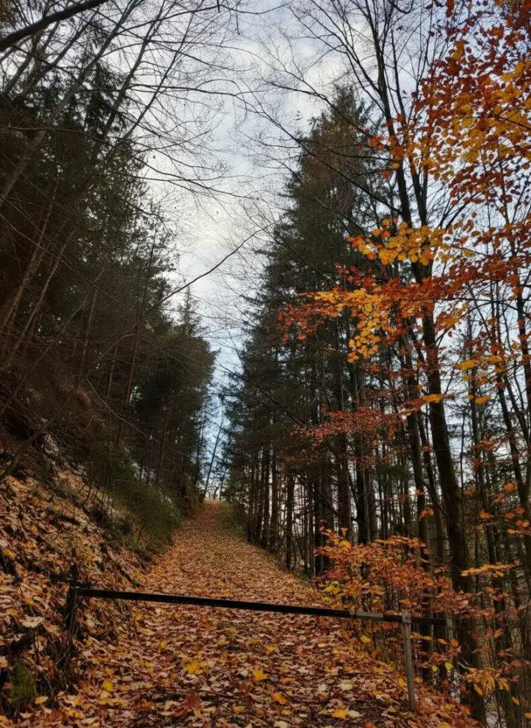 3,25 ha Wald nahe Schöckl