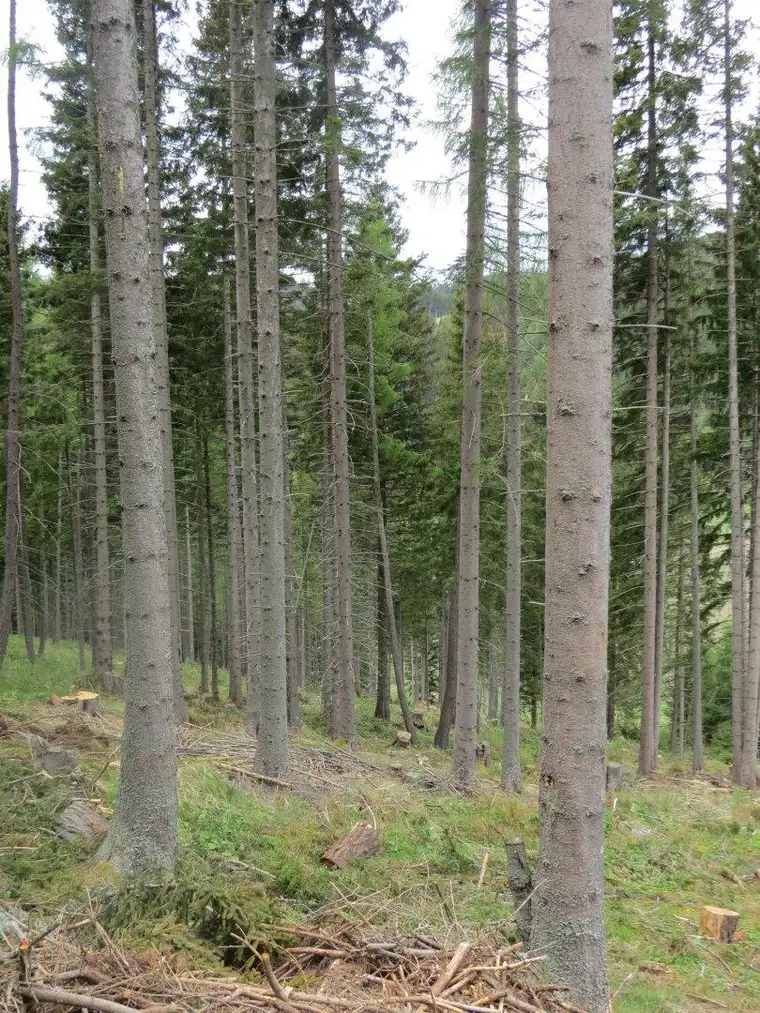 5 ha Waldfläche I Knittelfeld Umgebung