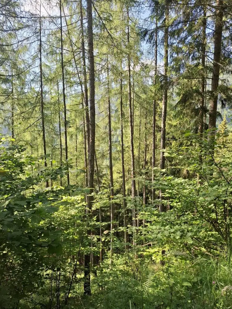 20 ha Forst mit top Holzbonitäten