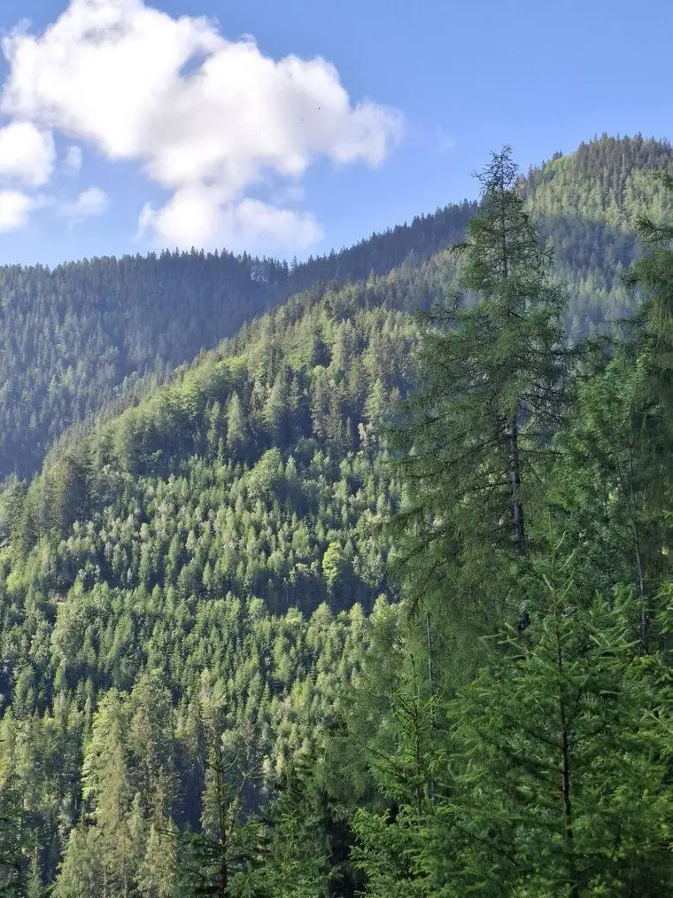 13 ha Wald als Wertanlage
