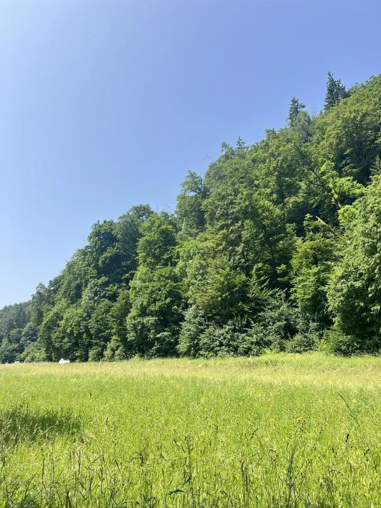 Wiese in Thal bei Graz