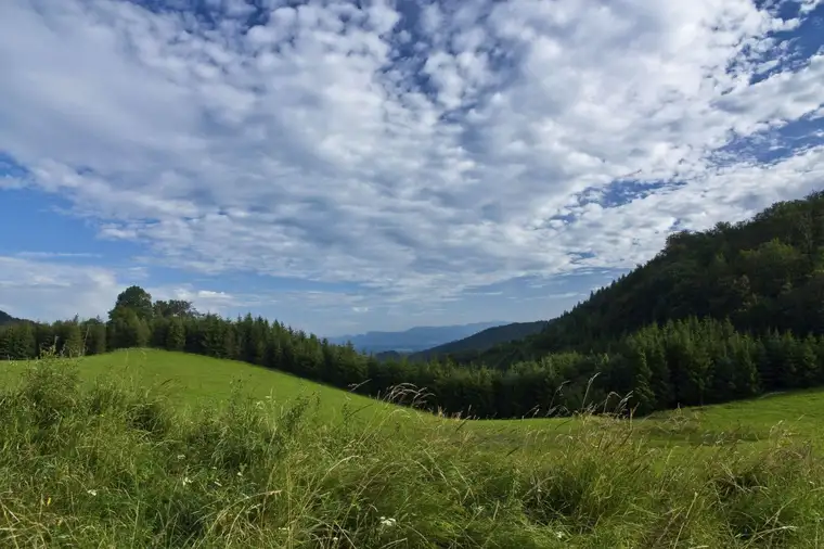 2 ha Wiesengrund mit Baufläche