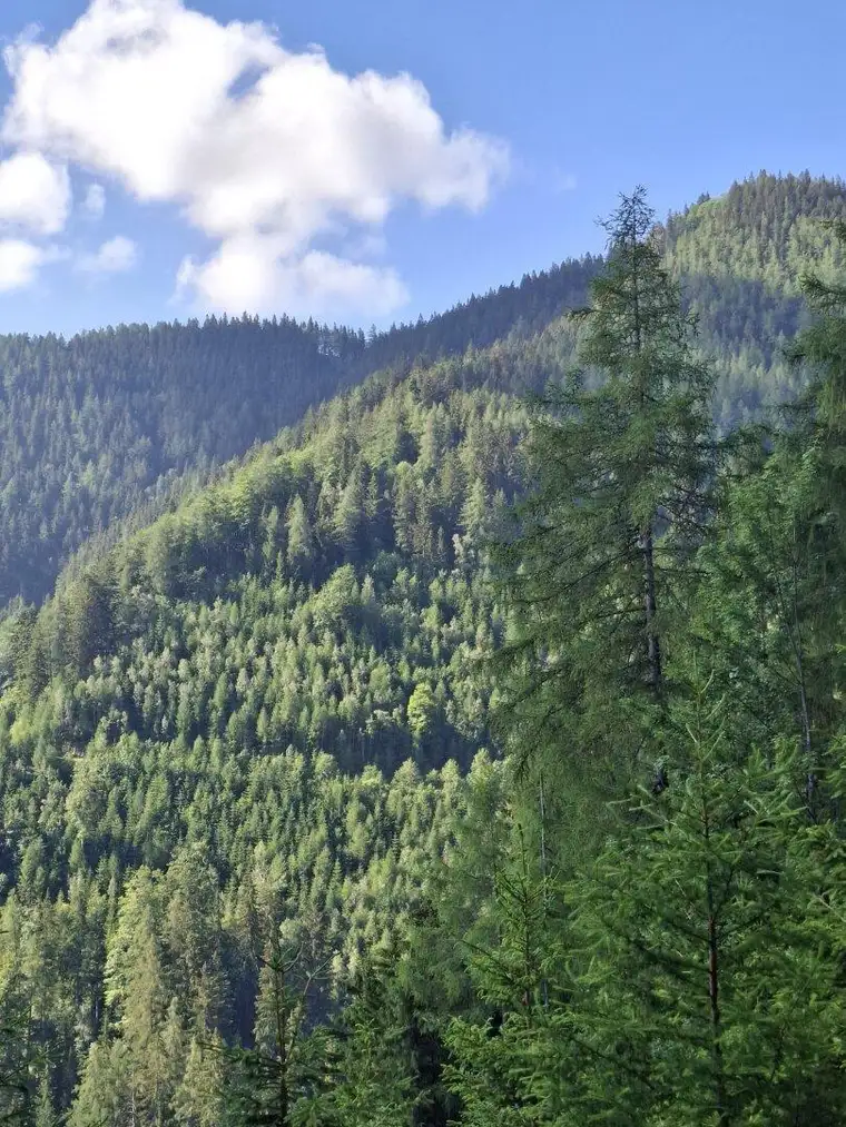 32 ha Wald mit Fischteich und Hütte