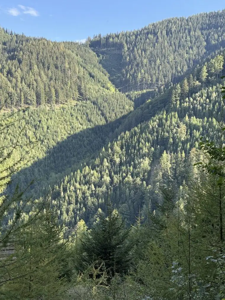 32 ha Forst mit Fischteich und Hütte