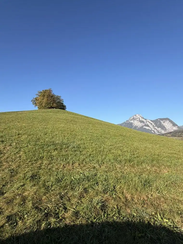 5,8 ha Wiese I 3-4 mähdige