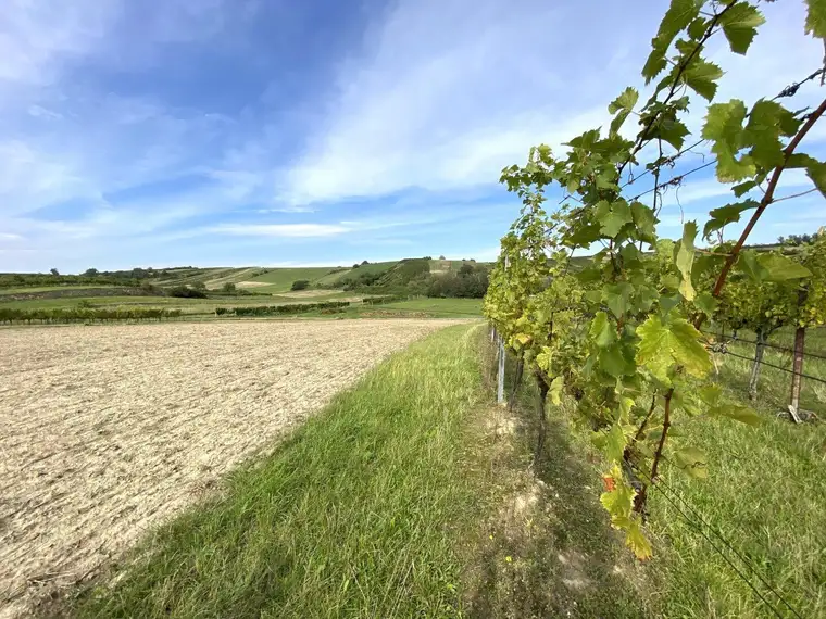 Weinkeller mit Presshaus u. landwirtschaftlichen Flächen!