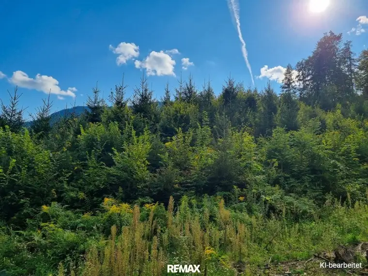 Waldflächen in Tallage zu verkaufen!
