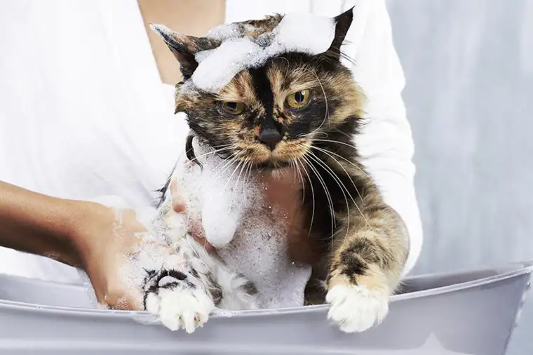 Das ist nicht für die Katz.. Mega Aktion! 3 Monate mietfrei!