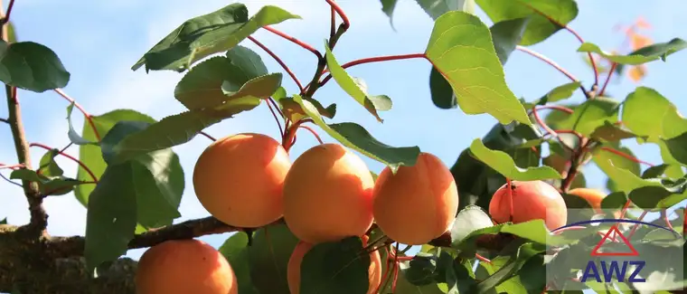 Marillengarten (Original "Wachauer Marille") zu verkaufen!