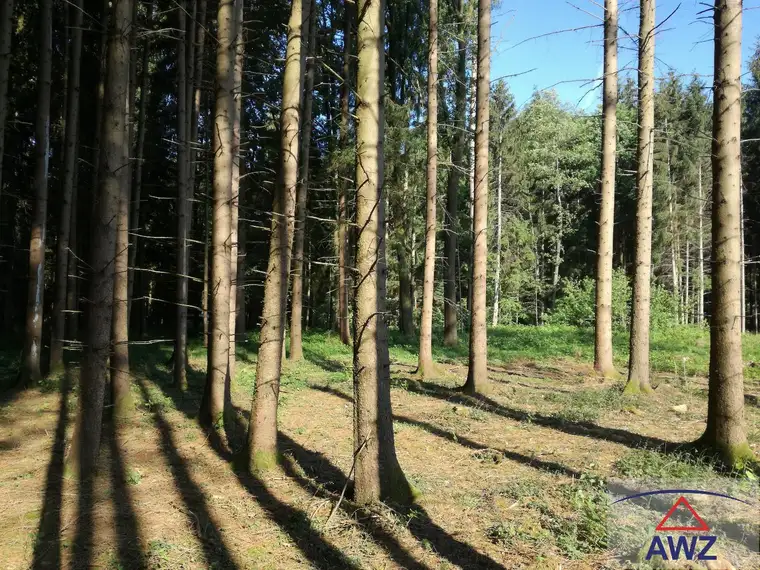 Schöner ca. 8,7 ha großer Mischwald! 