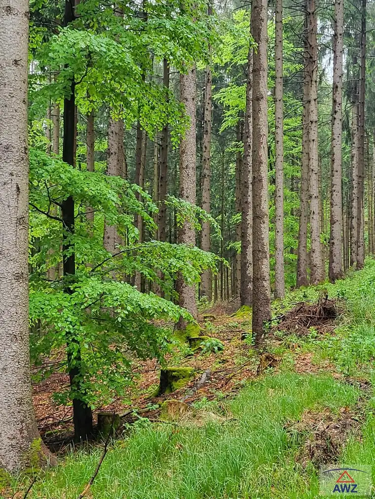 Gelegenheitskauf Wirtschaftswald/ Lengau