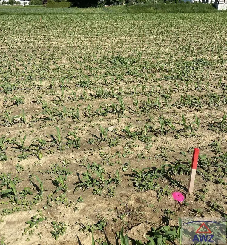 TOLLES Baugundstück in Großsteinbach!