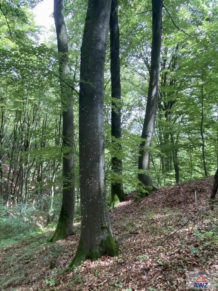 Wohnhaus mit Nebengebäuden und Grund!