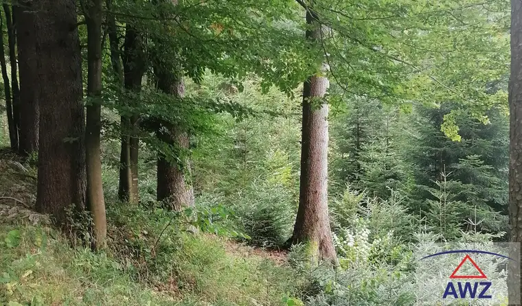 Ca. 3 ha große Waldfläche in St. Leonhard bei Freistadt zu verkaufen!