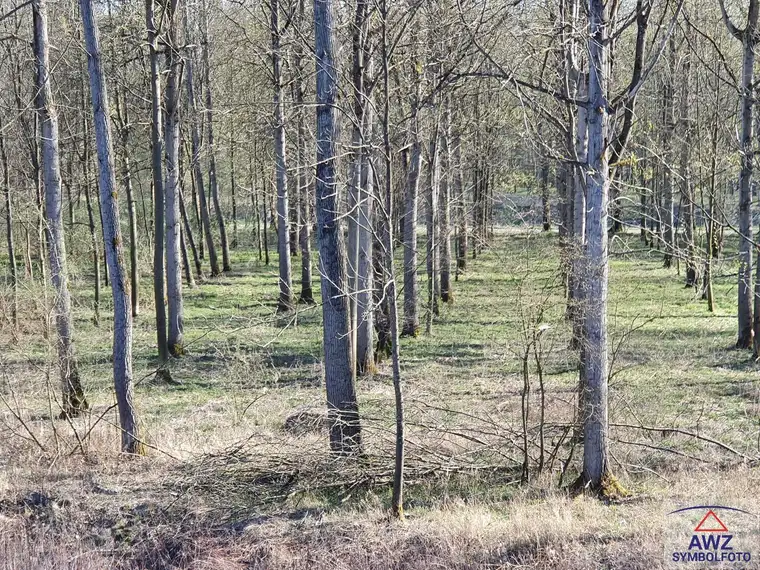 Schöner Wald, Weide