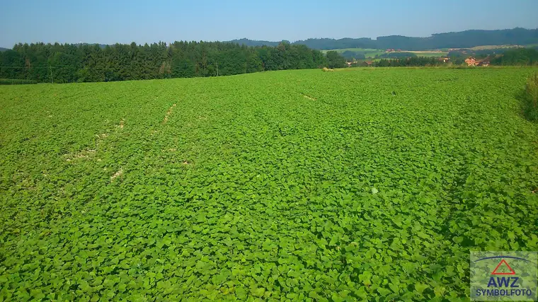 Schöne Bio Ackerfläche zu verkaufen.