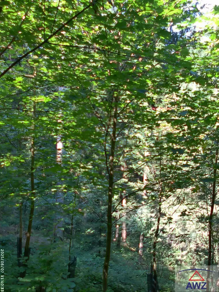 Verkaufe schönen Wald mit ca. 2,23 Hektar Größe! 