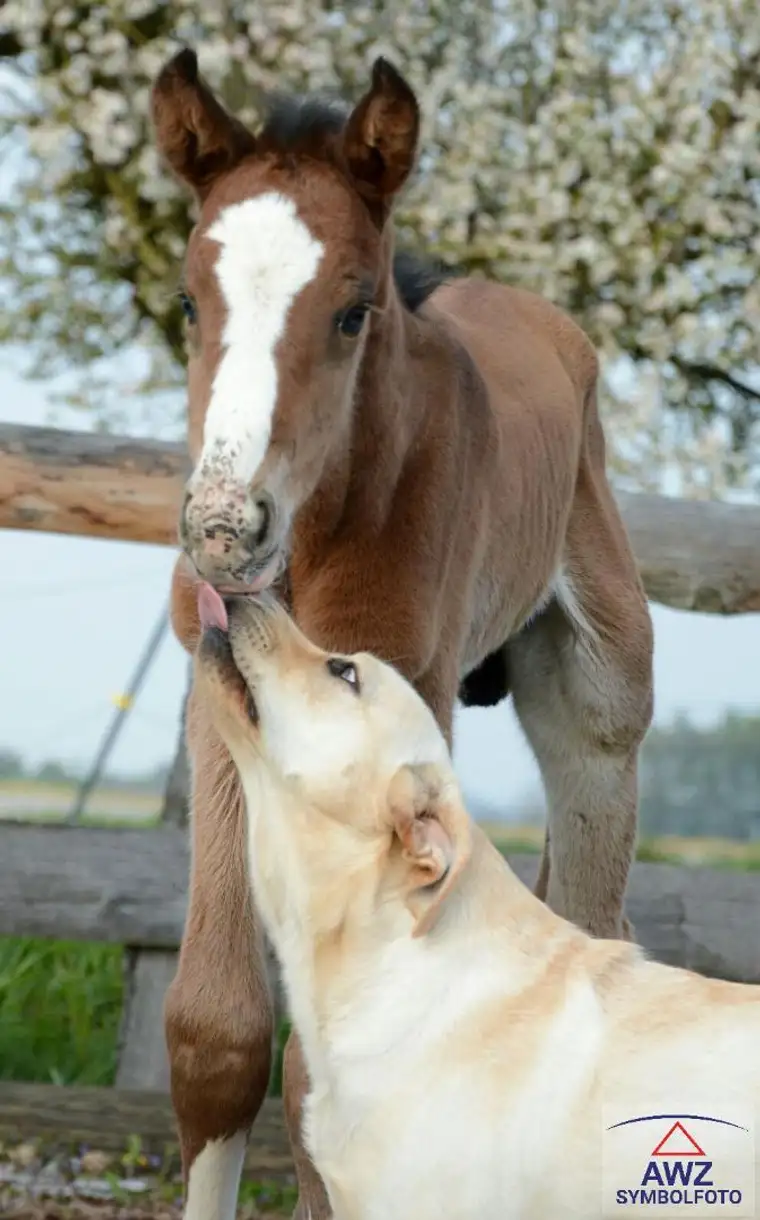 Traumlage mit kleiner Reitanlage!