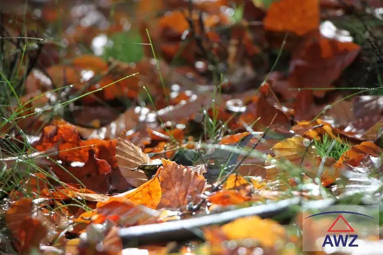Naturwald für Naturliebhaber!