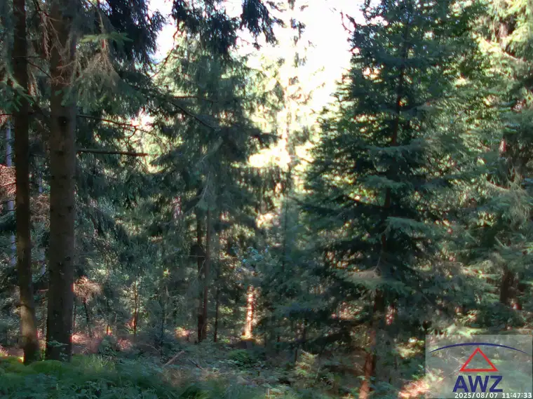 Verkaufe schönen Wald mit ca. 2,23 Hektar Größe! 