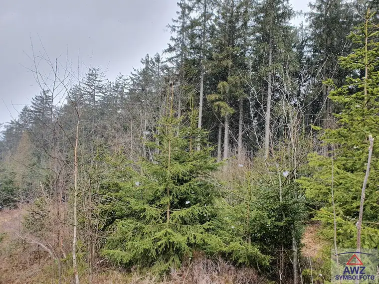 Schöner Wirtschaftswald mit ca. 17 Hektar! 