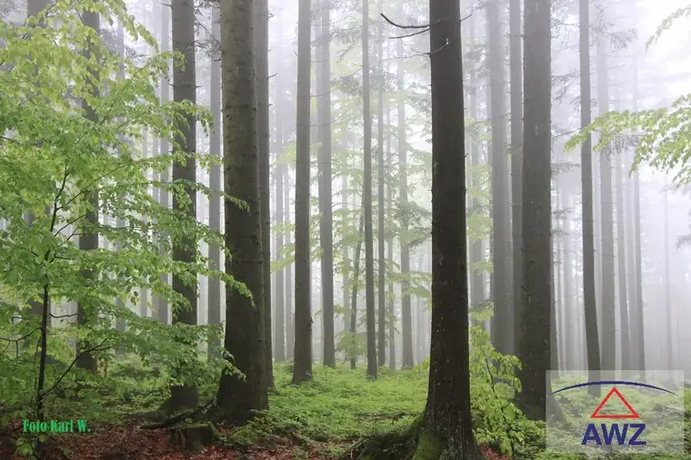 Wirtschaftswald zu verkaufen!
