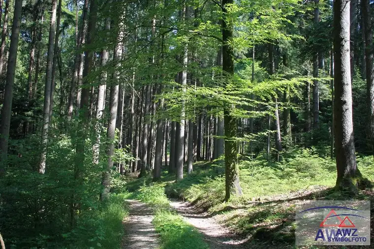 Forstbesitz in der Obersteiermark! 