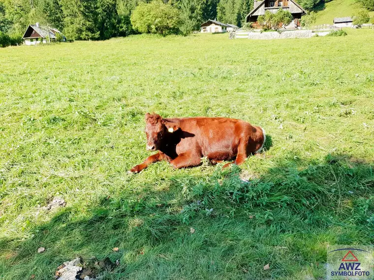 Schnäppchenjäger aufgepasst!! Schöner Baugrund! 