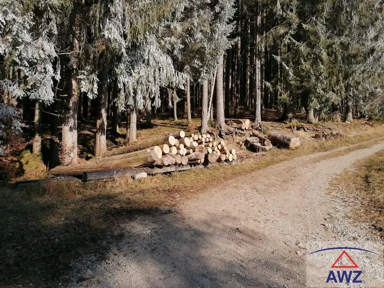 Schöner Wirtschaftswald in Wald/Schoberpass!