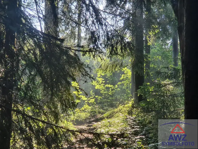 Schöner Hochwald