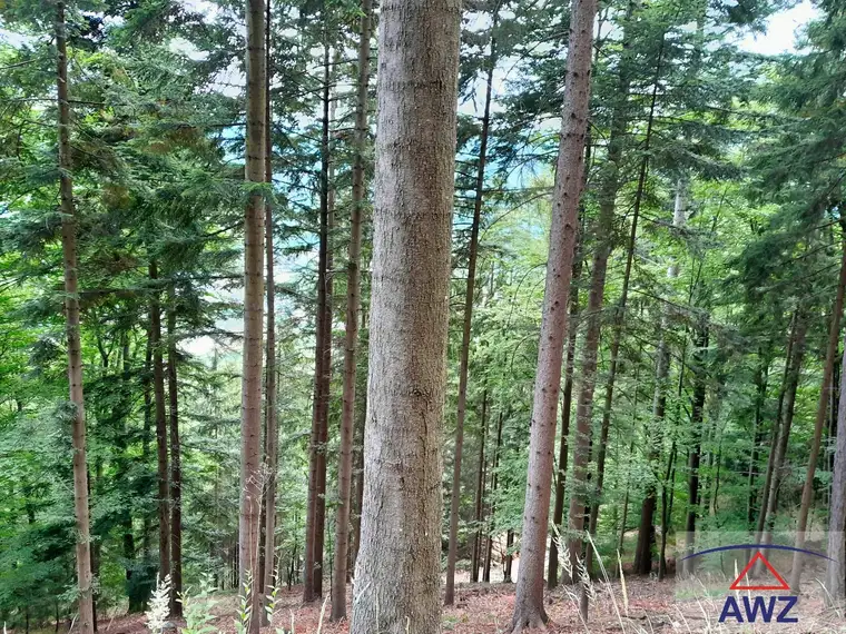 Wald!