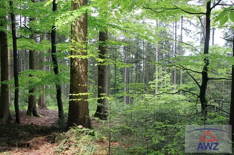 Starker Wald am Mondsee!