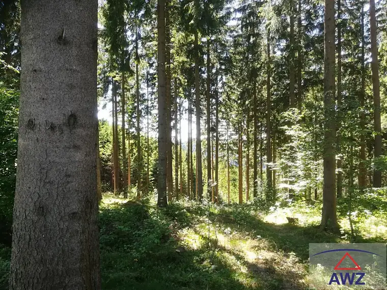 Ca. 13 Hektar zusammenhängende Waldfläche mit kleiner Wiese!
