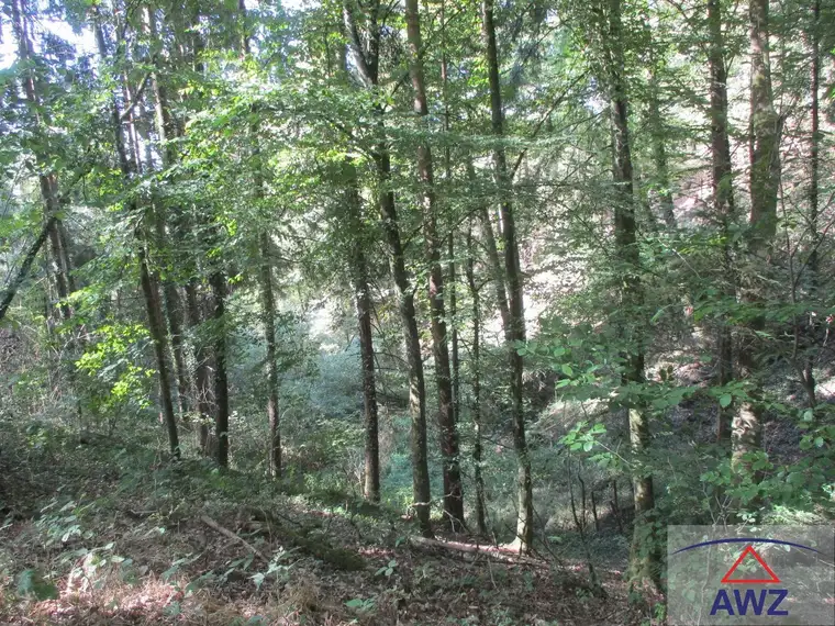 Leistbarer Wald in Feldkirchen/Donau zu verkaufen! 