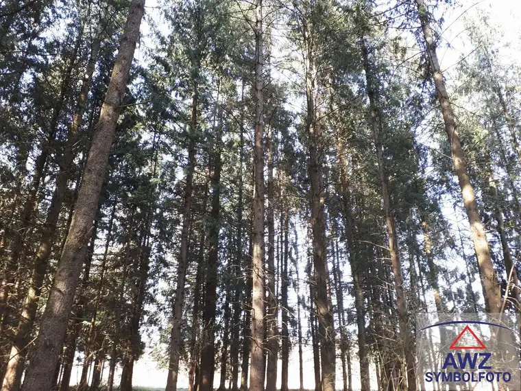 Mischwald mit super Baumbestand!