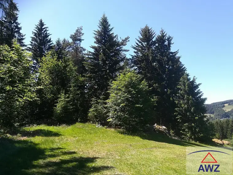 Ca. 13 Hektar zusammenhängende Waldfläche mit kleiner Wiese!