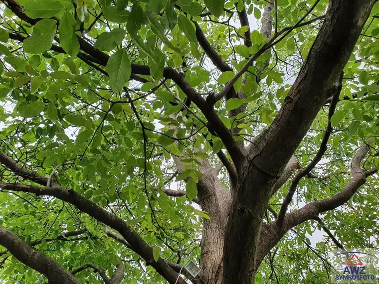 Ertragreicher Mischwald!