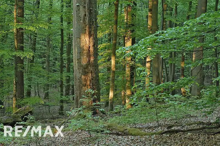 Waldparzellen in Görtschach und Vorderberg