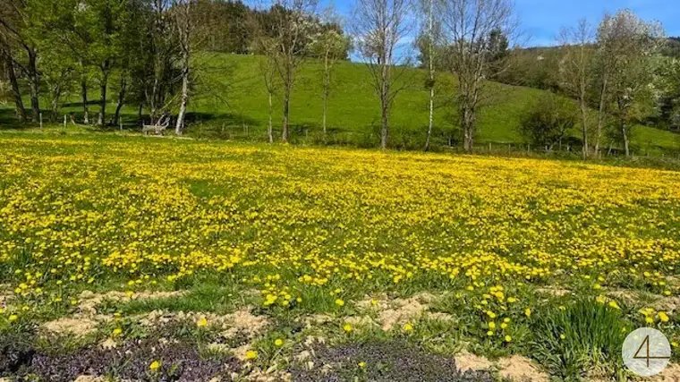 Apfelblüte im Mostviertel - Baugründe in wunderschöner, sonniger Lage!