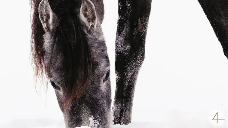 Pferdehof - I GOOGLED MY SYMPTOMS