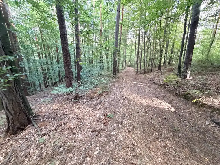Naturverbundener Grundbesitz – großzügige Waldfläche in Eggersdorf bei Graz