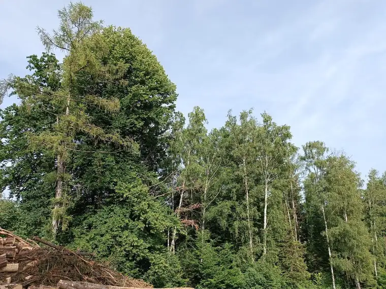 Land und Forstwirtschaftsgrund Mischwald mit Birke - Eiche - Buche - Fichte - Lärche