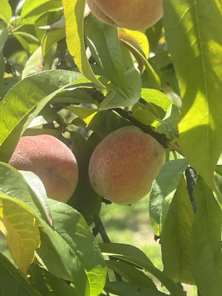 Hörzendorf - noch heuer die eigenen Pfirsiche ernten
