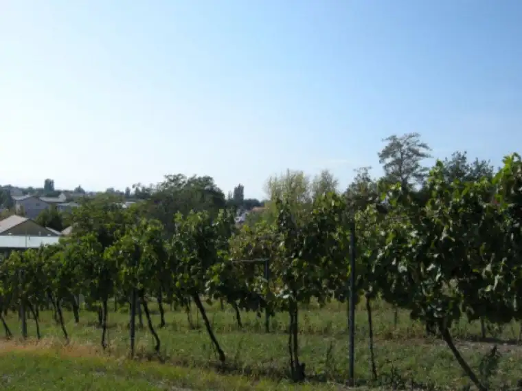 Baugrundstück in leichter Hanglage in Gols