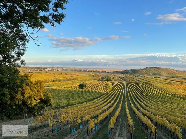 Weingärten in der Weinbauregion Neusiedler See / Gols - Weiden