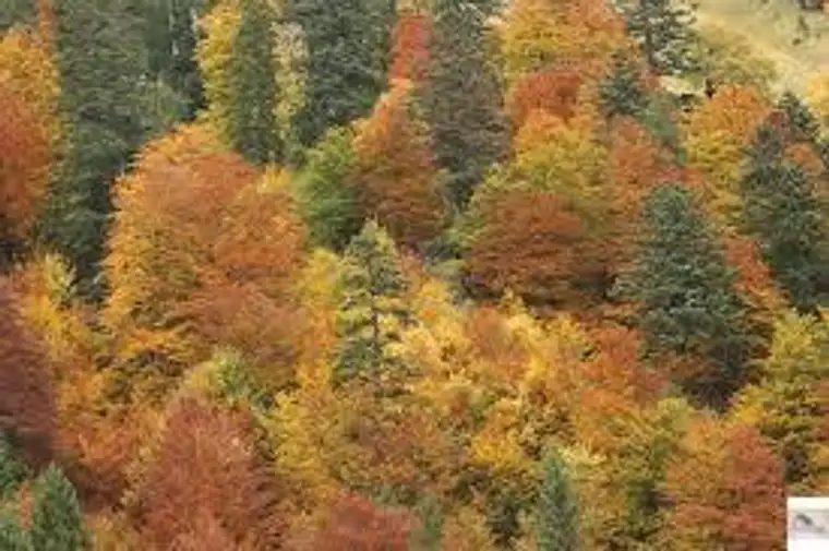 Dein eigener Wald - ohne Provision Misch-Wälder im Südburgenland